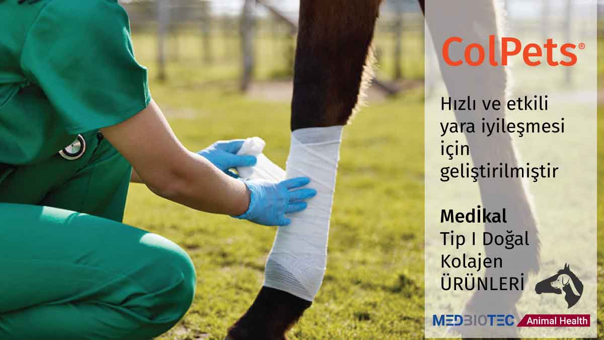 MEDBIOTEC'in ColPets® Kolajen Plug, ColPets® Kolajen Örtü ve ColPets® Kolajen Spray içeren yenilikçi rejeneratif dental çözümlerini keşfedin. Optimum entegrasyon ve hasta konforu için tasarlanmış biyouyumlu, doğal kolajen ürünleriyle periodontal ve kemik rejenerasyonunu geliştirin. ColPets® ürünlerinin olağanüstü özellikleri ve kullanım kolaylığı ile diş hekimliği muayenehanenizde nasıl devrim yaratabileceğini öğrenin.